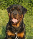 Photo de Rottweiler : Crash, 13 mois - Rottweiler (1 an et 1 mois)