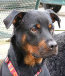 tanita - Rottweiler (6 ans)