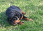 Photo chiot Rottweiler : Eiko 2 mois et demi - Rottweiler (2 mois)