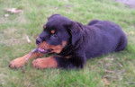 Eiko chiot rottweiller 2 mois et demi - Rottweiler (2 mois)