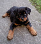 Eiko rottweiller 2 mois et demi - Rottweiler (2 mois)
