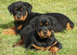 Danka et Diva chiots Rottweiler - Rottweiler