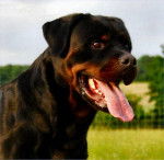 Rottweiler : Cuzko - Rottweiler