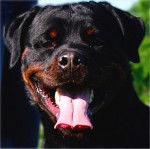 Photo de rottweiler : Cuzko - Rottweiler