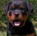Chiot rottweiler : Pearl - Rottweiler