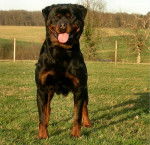 Rottweiller : Blue - Rottweiler