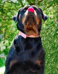 Rottweiler chien visiteur - Rottweiler