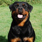 Rottweiler : Pearl - Rottweiler