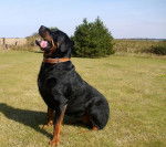 Phaenna - Portrait Rottweiler - Rottweiler
