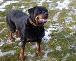 Phaenna - Rottweiler