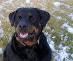 Phaenna portrait - Rottweiler