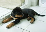 Guizmo chiot rottweiler L.O.F - Rottweiler