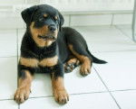 Guizmo chiot Rottweiler - Rottweiler