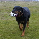 Phaenna chienne rottweiler - Rottweiler
