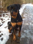 Guizmo 10 mois - Rottweiler (10 mois)