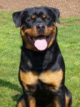 Guizmo, Rottweiler mâle - Rottweiler