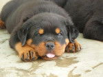 Adorable chiot rottweiler - Rottweiler