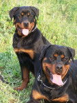 Beverly et Athemis - Rottweiler
