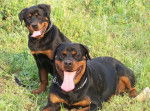 Athemis et Beverly - Rottweiler