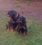 Vodka 6 ans et Gin 5 mois et demi - Rottweiler (5 mois)