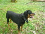 Zara - Rottweiler (10 ans)