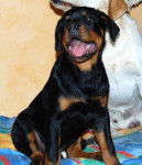 Cayron jeune Rottweiler - Rottweiler