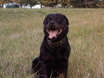 Sultan 9 ans - Rottweiler (9 ans)