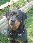 Lola sauvée de l'euthanasie - Rottweiler