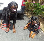 Margo et Eros - Rottweiler
