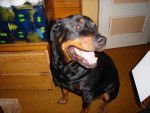 Zara - Rottweiler (10 ans)