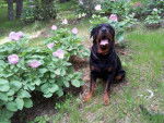 Margo a Ifran - Rottweiler