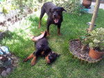 Margo et Karmen - Rottweiler