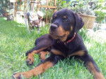 Karmen a 3 mois - Rottweiler (3 mois)