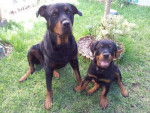 Margo &agrave; gauche et Karmen son chiot - Rottweiler