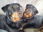 Karmen 9 mois et Margo - Rottweiler (9 mois)