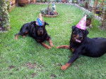 Anniversaire de Karmen 1 an - Rottweiler