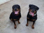 Karmen et sa soeur Leloo - Rottweiler