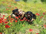 Elena avec Margo &agrave; gauche et Karmen &agrave; droite - Rottweiler