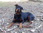 Margo - Rottweiler
