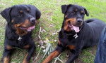 Karmen et Margo les mannequins - Rottweiler