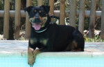 Nala femelle Roottweiller 3 ans - Rottweiler (3 ans)
