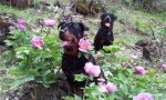 Karmen et Margo à Pâques - Rottweiler