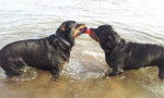 Jeux entre Karmen et Margo - Rottweiler