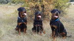 Hector, Karmen et Paris au foret . - Rottweiler