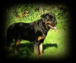 lita - Rottweiler (6 ans)