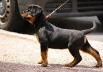 AV - Rottweiler (10 mois)