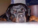 nounours - Rottweiler M&acirc;le (18 ans)