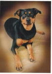 Joy - Rottweiler (5 ans)