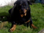 Prisca - Rottweiler (12 ans)