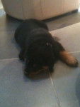 Fever - Rottweiler Mâle (6 mois)